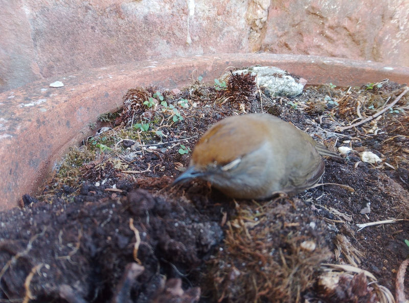 Une fauvette à tête noire femelle avec une calotte brune est posée sur de la terre sombre dans un pot de fleurs. Le petit passereau se repose sur le sol.
