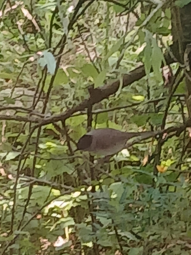 Une fauvette à tête noire est posée sur une branche au milieu d'un feuillage dense. Son plumage et la marque caractéristique de sa tête sont visibles.