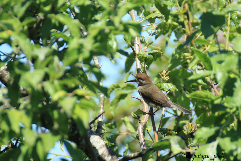 Une fauvette à tête noire femelle avec une calotte brune est posée sur une fine branche au milieu d'un feuillage vert. L'oiseau est bien visible et regarde v...