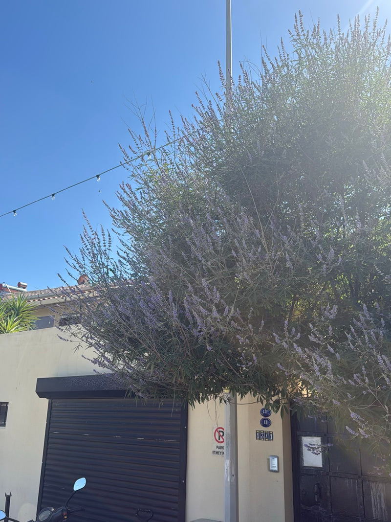 Poivre de moine — Bild 4