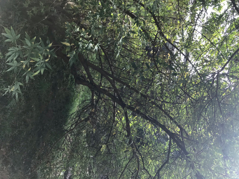 L'image montre un gattilier avec ses feuilles composées digitées typiques et ses branches ramifiées. La plante pousse dans un environnement naturel.