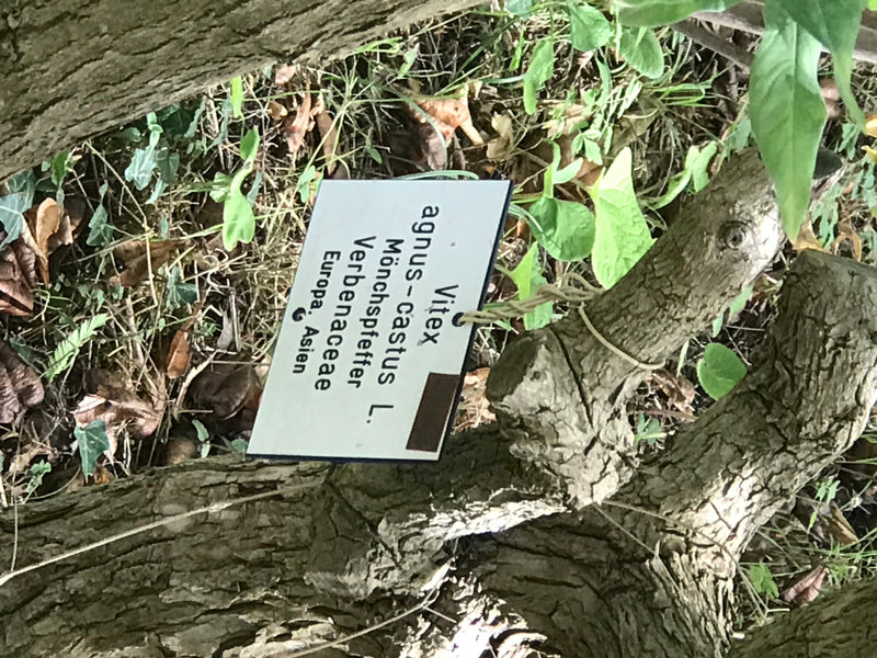 L'image montre un panneau d'information indiquant le nom du gattilier attaché à une plante. De l'écorce d'arbre et des feuilles vertes sont visibles en arriè...