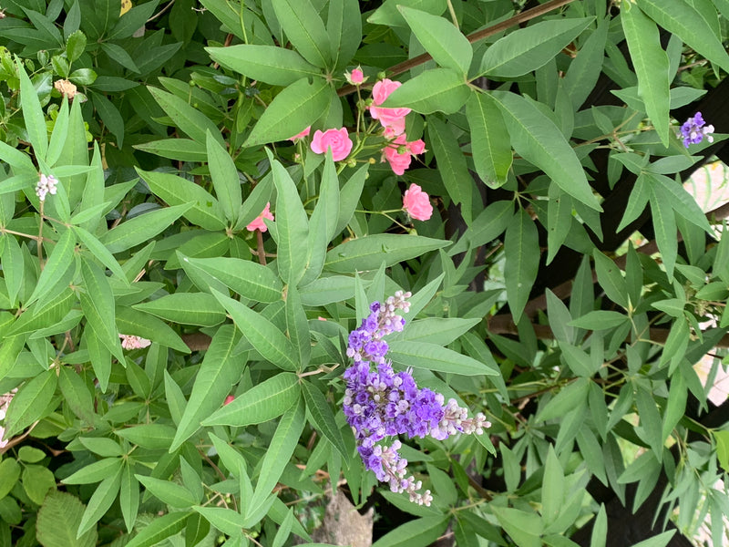 On aperçoit un gattilier en fleurs avec ses feuilles palmées caractéristiques et ses inflorescences violettes. La photo montre la plante dans un environnemen...