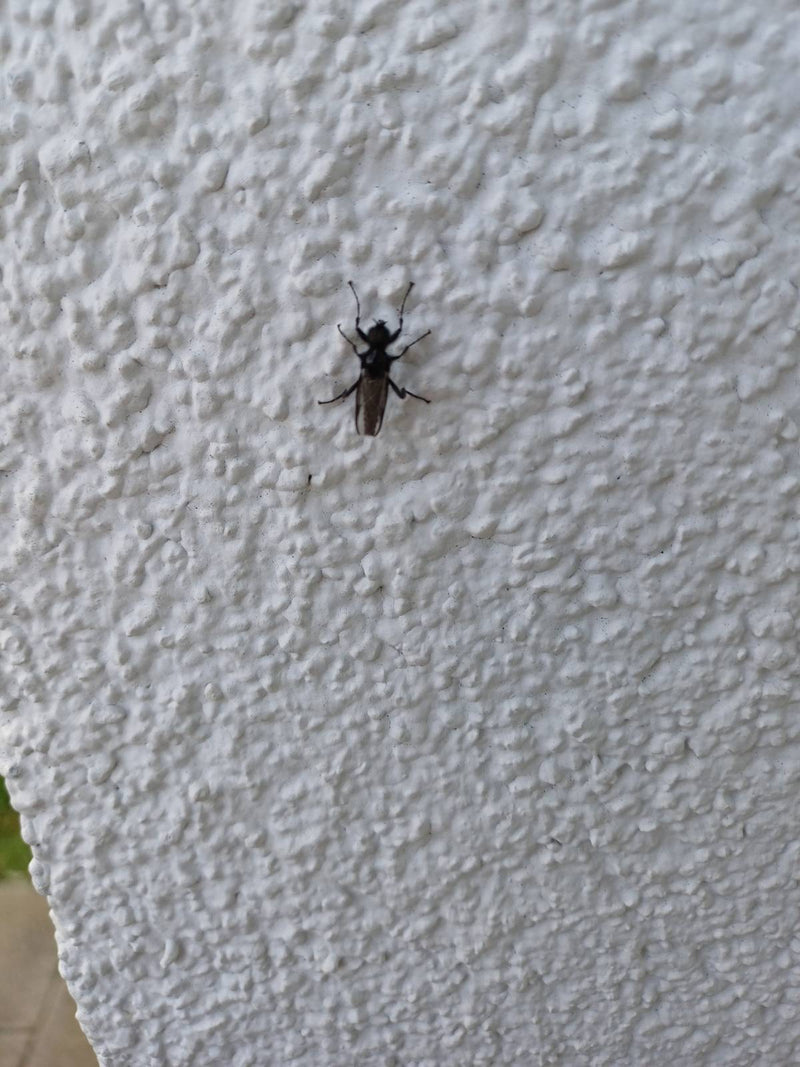 Mouche de mars — Bild 1