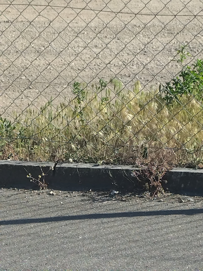 Orge de souris — Bild 1