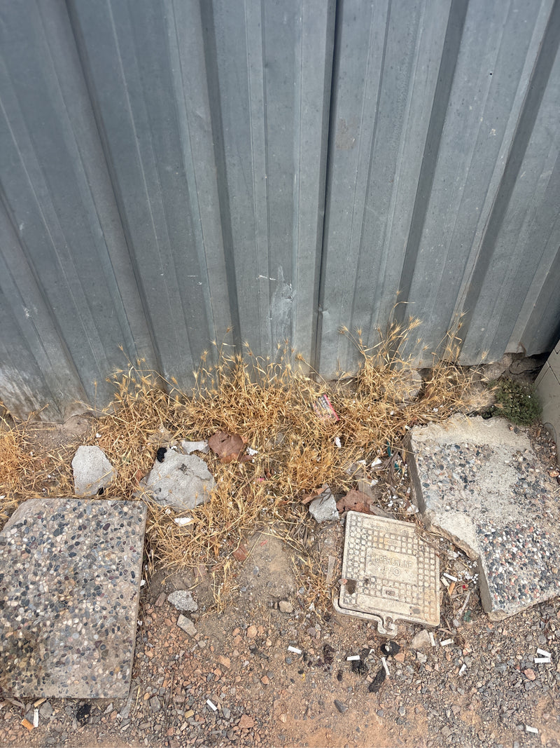 On voit une plante d'orge des rats desséchée poussant contre un mur métallique gris. Le sol est rocailleux avec quelques éléments en béton.