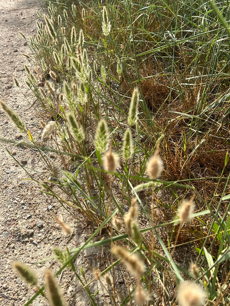 La photo montre de l'orge des rats poussant au bord du chemin. Les épis caractéristiques sont visibles le long d'un sentier sableux.
