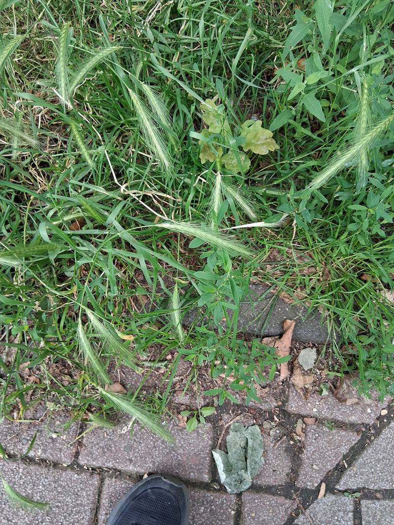 On peut voir l'orge des rats avec ses épis typiques, poussant dans l'herbe au bord d'un chemin.