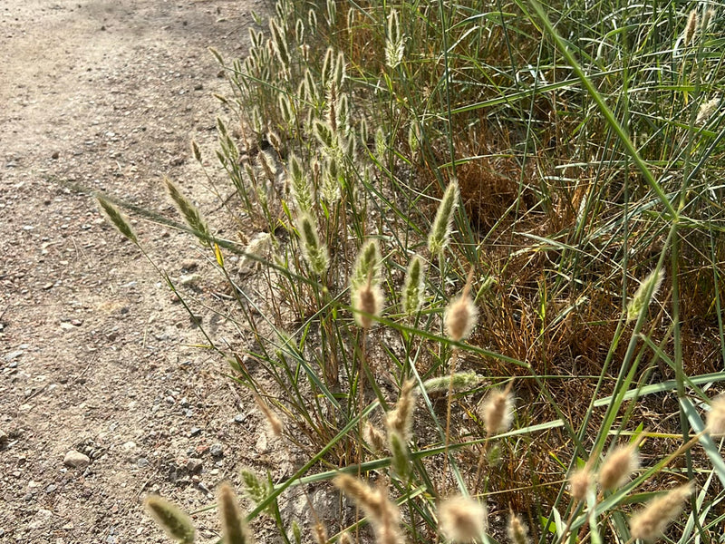 L'image montre un groupe d'orge des rats poussant au bord d'un chemin sec. Les épis caractéristiques se dressent à la lumière du soleil.