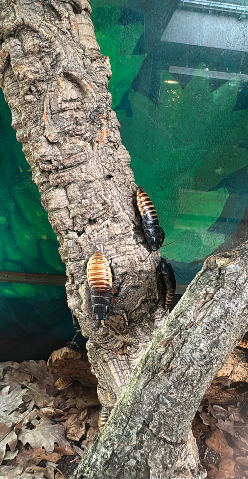 Blatte de Madagascar — Bild 2