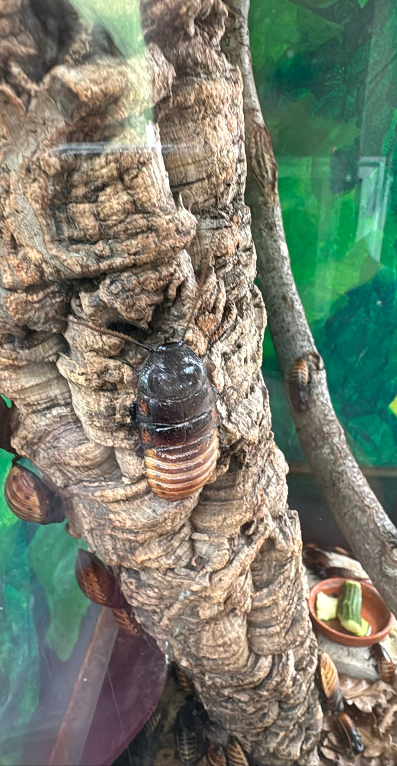 Blatte de Madagascar — Bild 1
