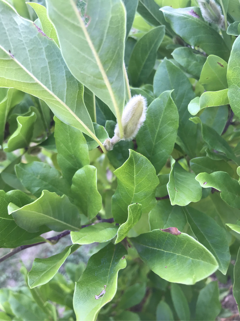 L'image montre des feuilles vertes et un bourgeon duveteux d'un magnolia. La plante est dans un environnement naturel.
