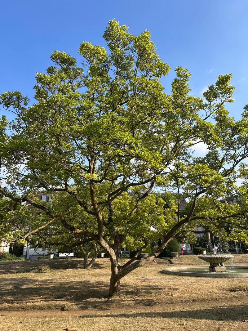 L'image montre un grand magnolia entièrement feuillu dans un parc. Des bâtiments et une fontaine sont visibles en arrière-plan.