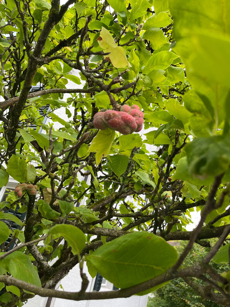 On peut voir un fruit mûr et rose de magnolia au milieu de feuilles vertes et de branches. La photo montre la plante dans son environnement naturel.