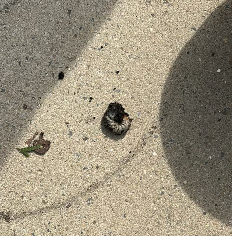 Une larve de hanneton, appelée ver blanc, repose sur un sol en pierre claire. L'animal est dans une position de repos typique et légèrement courbée.
