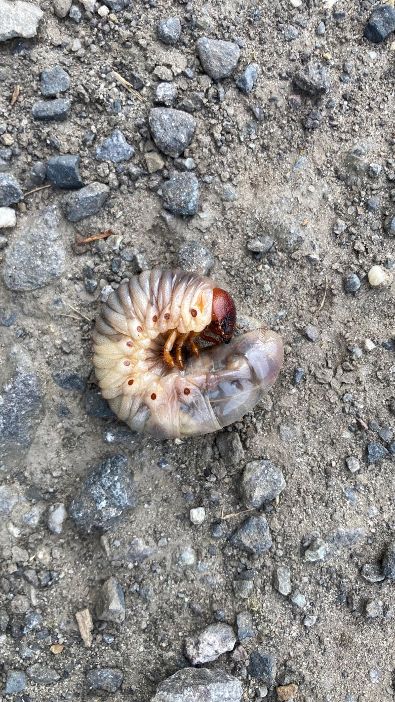 Un ver blanc (larve de hanneton) est enroulé en forme de C sur un sol sableux et caillouteux.