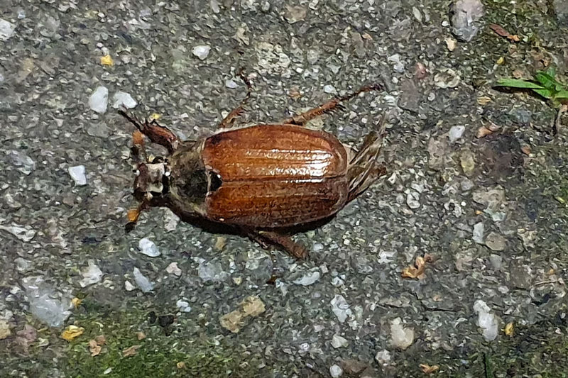 Un hanneton est posé sur un sol pierreux, vu du dessus. L'insecte est bien visible.