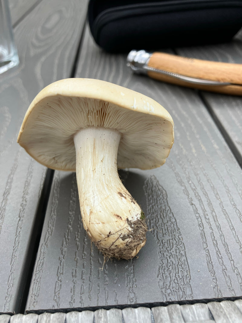 Champignon de mai — Bild 4