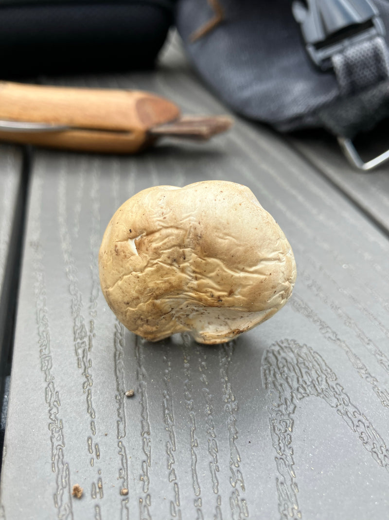 Champignon de mai — Bild 3