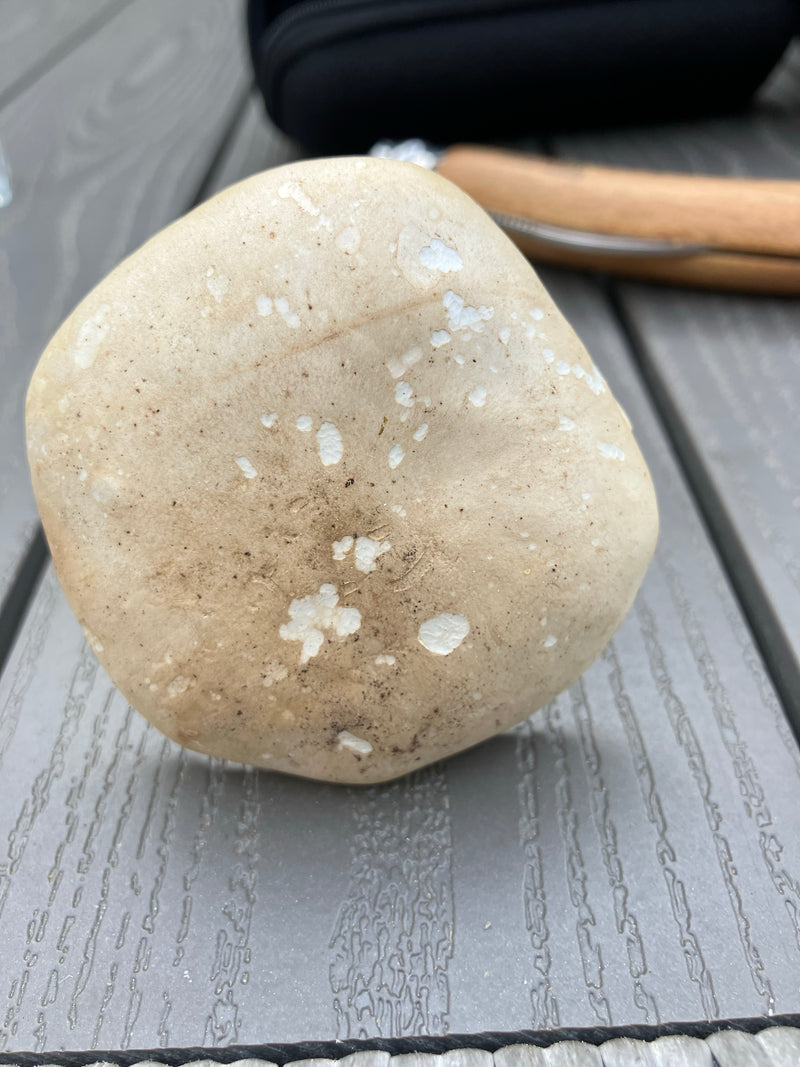 Champignon de mai — Bild 2