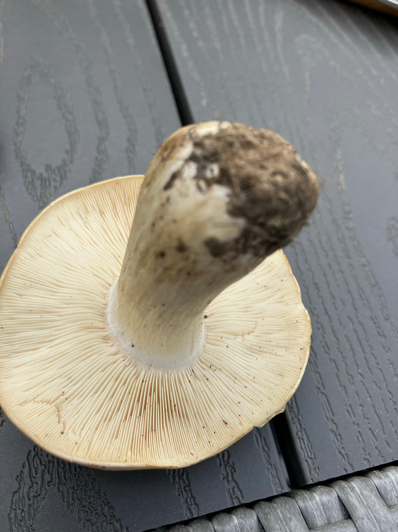 Champignon de mai — Bild 1