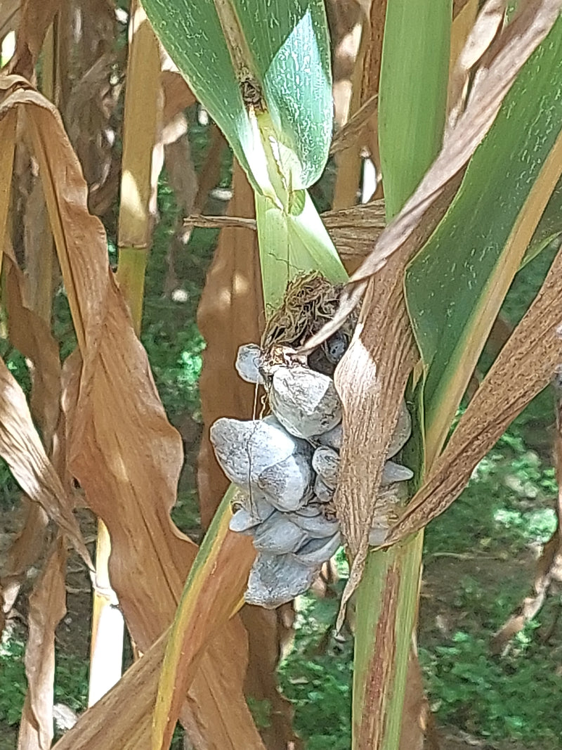 Brûlure du maïs — photo 1 sur 2