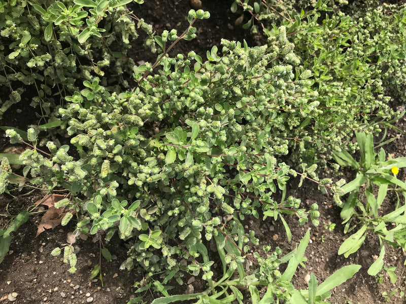 On peut voir une plante de marjolaine touffue avec de nombreuses petites feuilles et des boutons floraux. Elle pousse dans un parterre sur de la terre sombre.