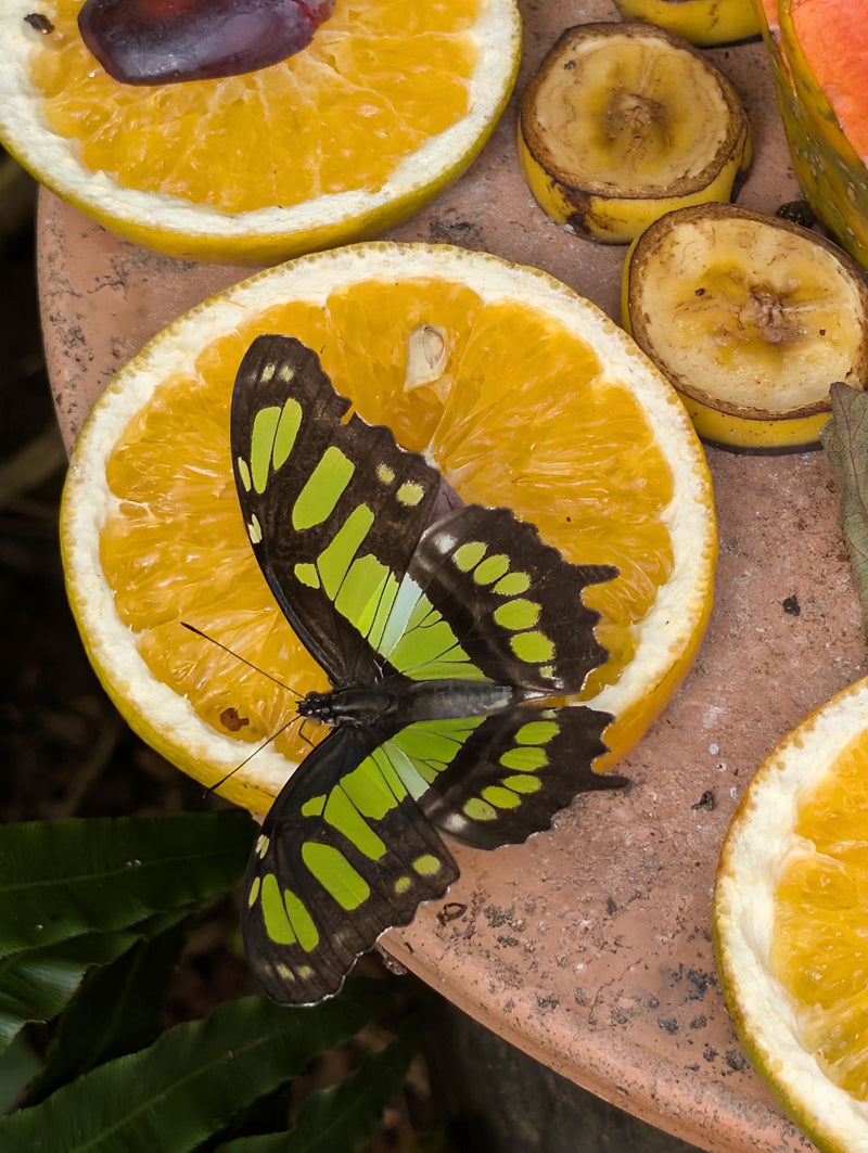 Papillon malachite — Bild 2