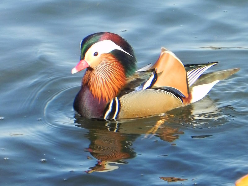 Canard mandarin — Bild 1