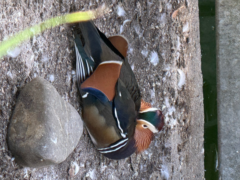 Un canard mandarin mâle au repos est posé sur un sol pierreux près de l'eau.