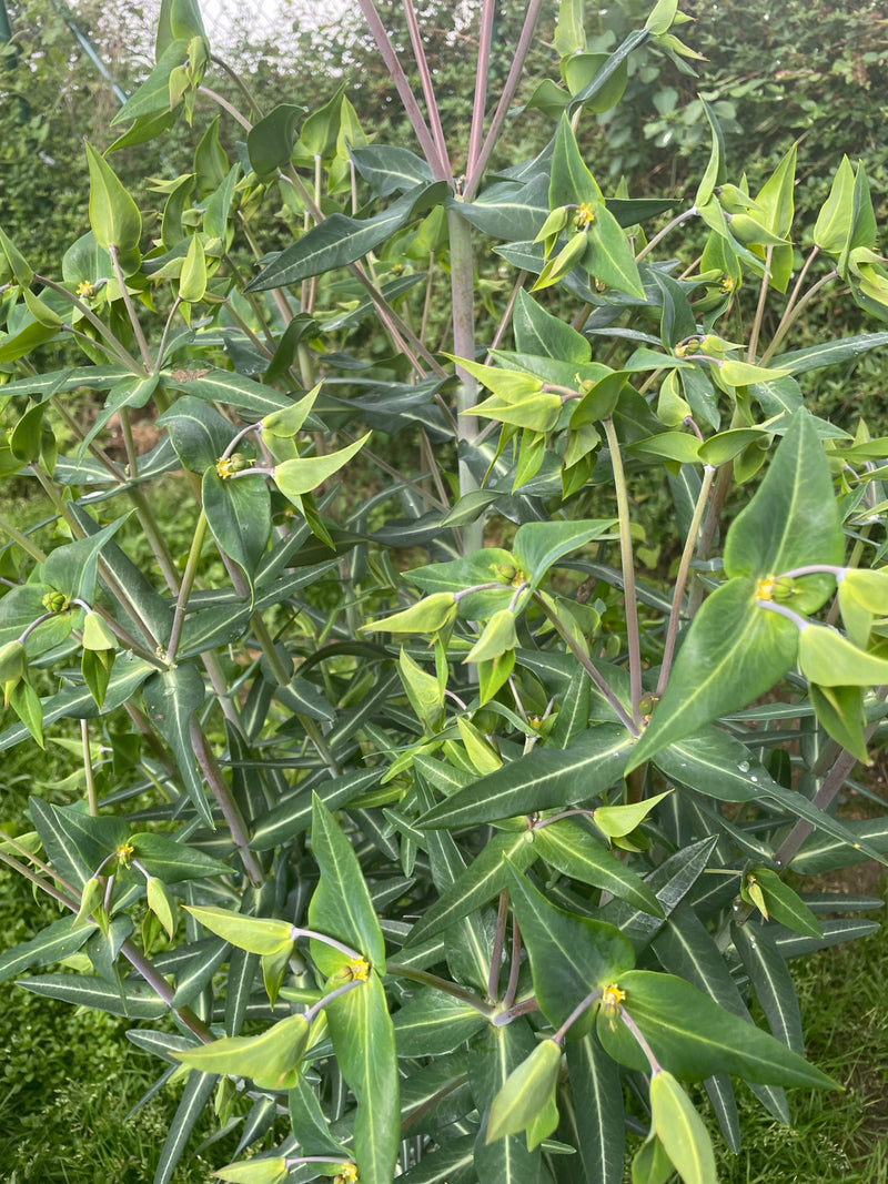 Euphorbe aux amandes — Bild 1