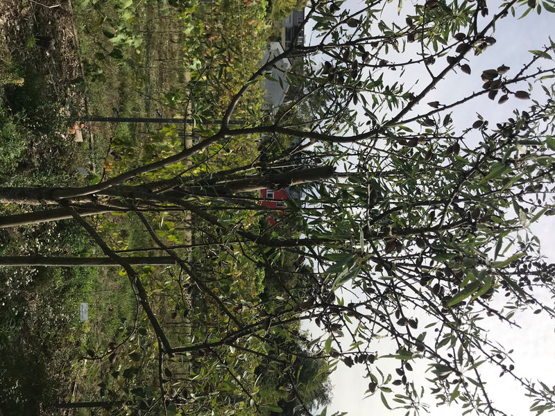 L'image montre un arbre fruitier à noyau adulte avec de nombreuses branches, des feuilles vertes et des fruits sur fond de ciel clair. L'arbre se trouve dans...