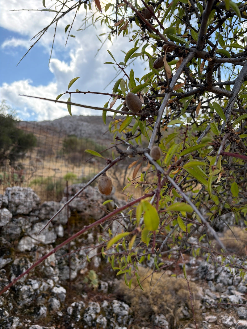 Branches d'un amandier avec des feuilles étroites et des fruits en développement devant un paysage rocheux.