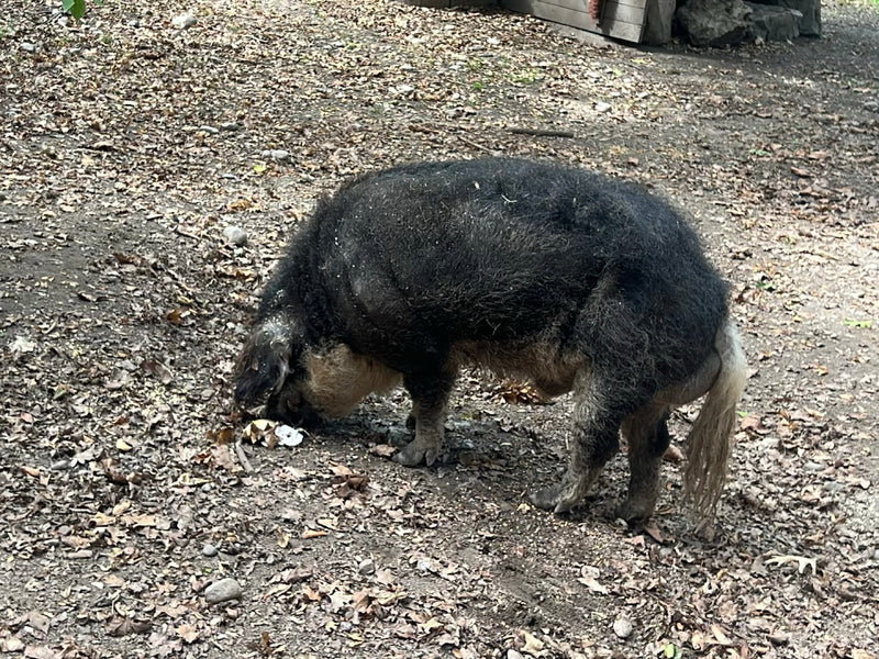 Mangalica-Schwein — photo 1 sur 6
