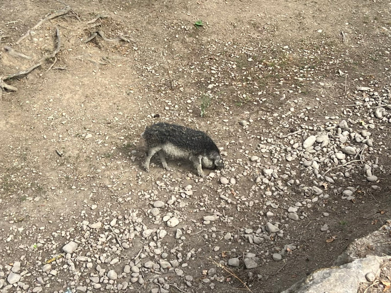 Mangalica-Schwein — photo 3 sur 6