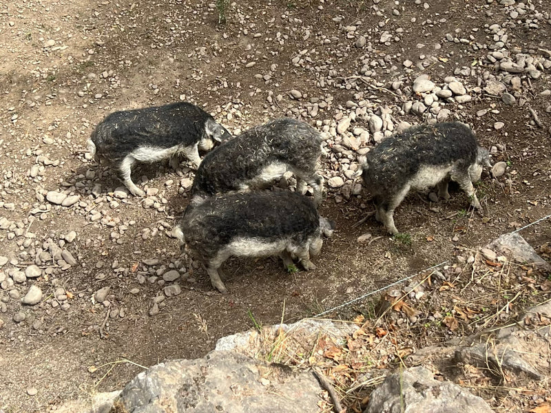 Mangalica-Schwein — photo 2 sur 6