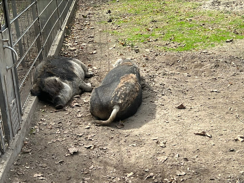 Mangalica-Schwein — photo 4 sur 6