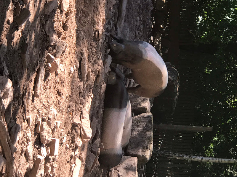Mangalica-Schwein — photo 5 sur 6