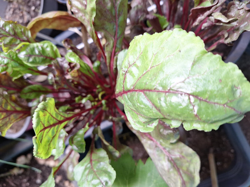 On peut voir une plante de blette saine avec des feuilles vert-rouge vibrantes et des nervures prononcées. La photo montre la plante par-dessus dans un pot.