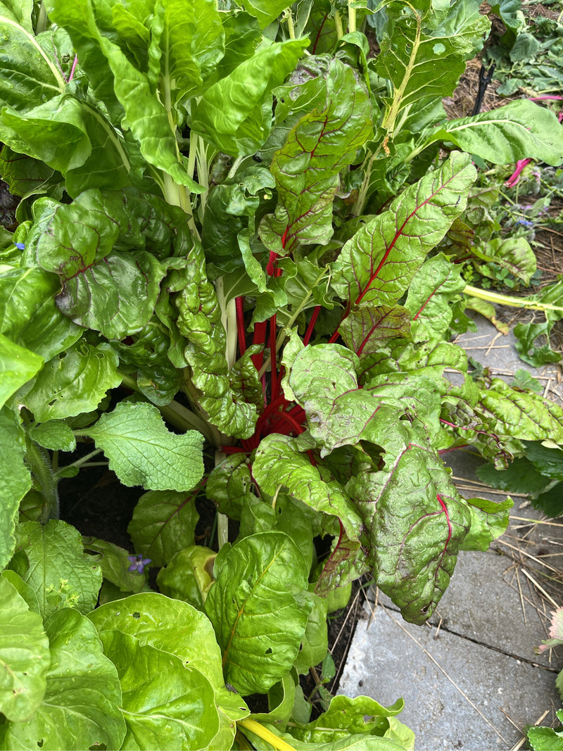 L'image montre une grande plante de blette aux feuilles vertes vibrantes et aux tiges rouges. Elle pousse dans un parterre de jardin.