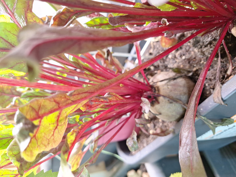 On aperçoit un plant de blette mature doté de tiges rouges caractéristiques et de feuilles vertes. Il pousse dans un pot rempli de terre.