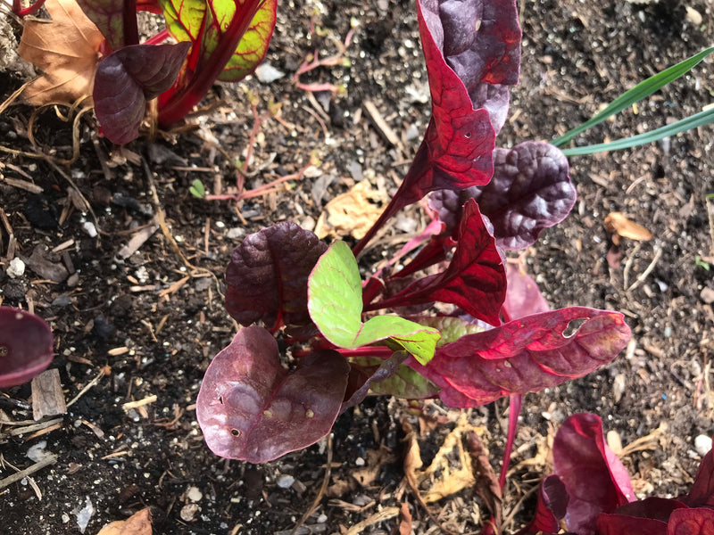 Une jeune plante de bette à carde aux feuilles caractéristiques rouge-violet et vertes pousse dans de la terre de jardin sombre. La vue est en plongée.