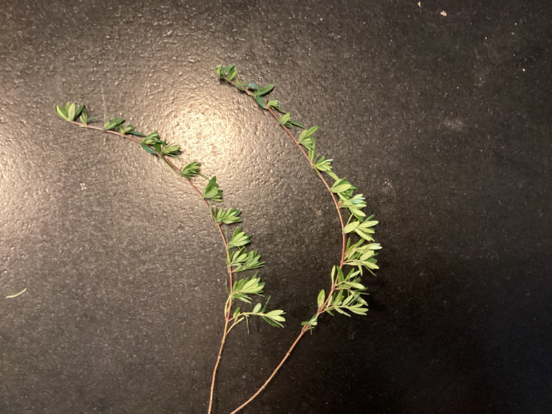 Manuka (myrte des mers du Sud) — Bild 1