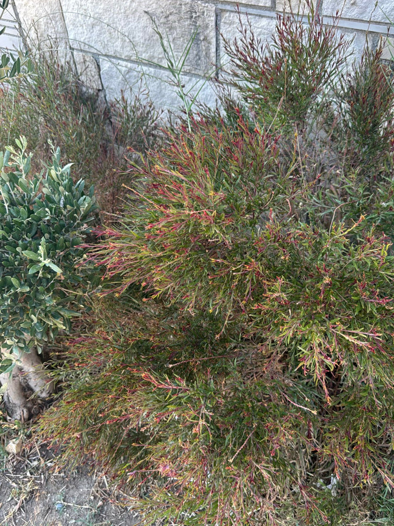 Manuka (myrte des mers du Sud) — photo 2 sur 4