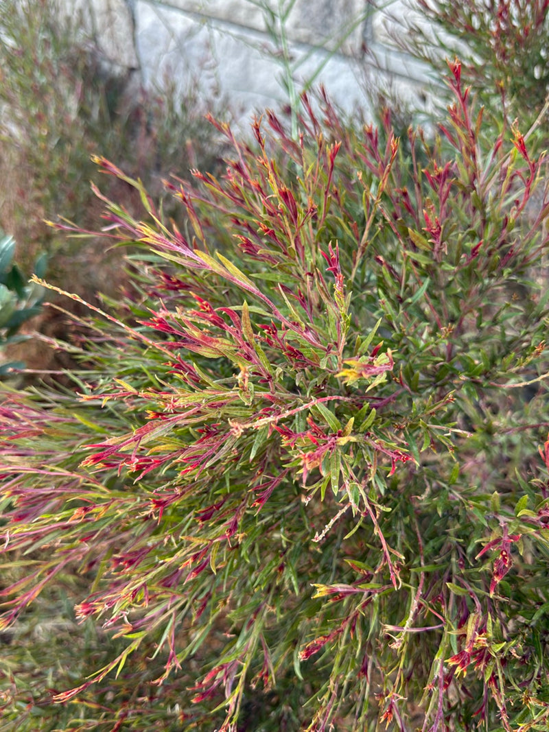 Manuka (myrte des mers du Sud) — photo 3 sur 4