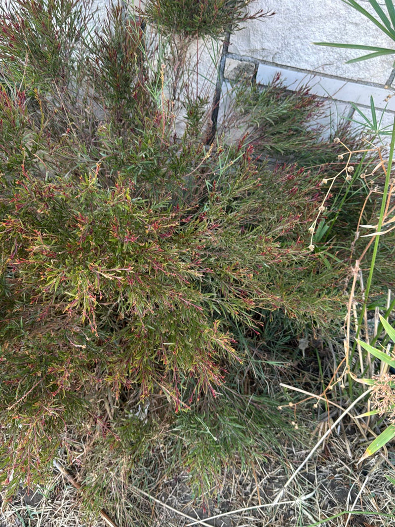Manuka (myrte des mers du Sud) — photo 1 sur 4