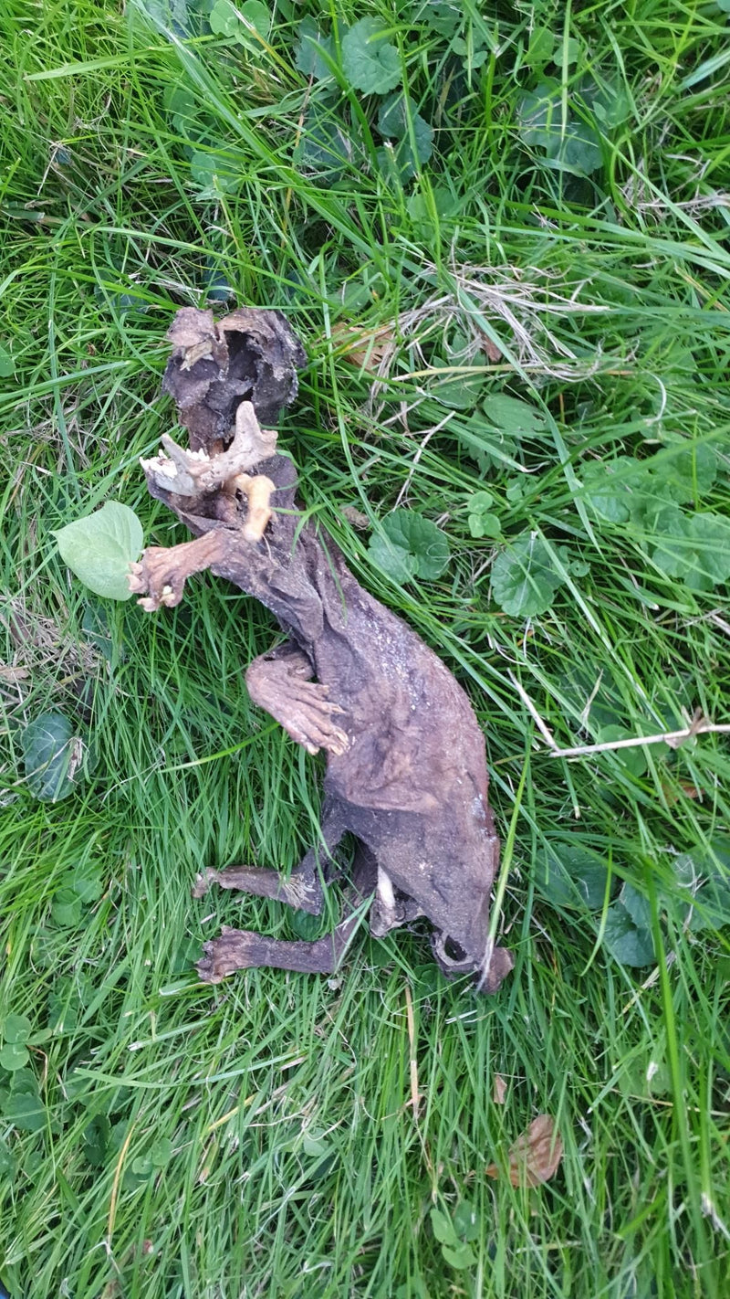 Le corps momifié d'une martre repose sur une prairie verte. La carcasse montre clairement les contours et la tête de l'animal dans l'herbe.