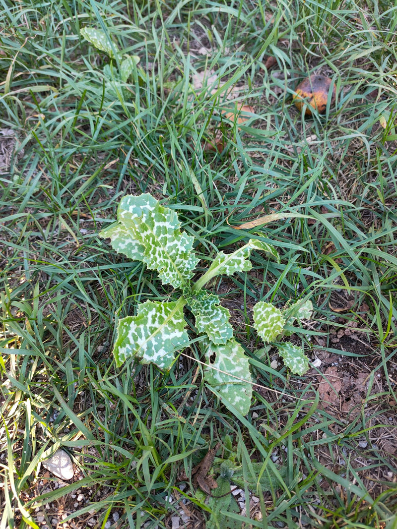 On y voit un jeune chardon-marie aux feuilles typiquement marbrées de blanc poussant dans une prairie. La prise de vue est en vue aérienne.