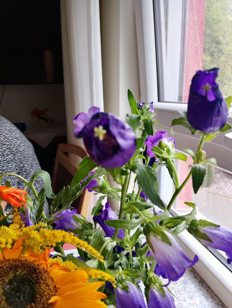 La campanule de Marie — Bild 1