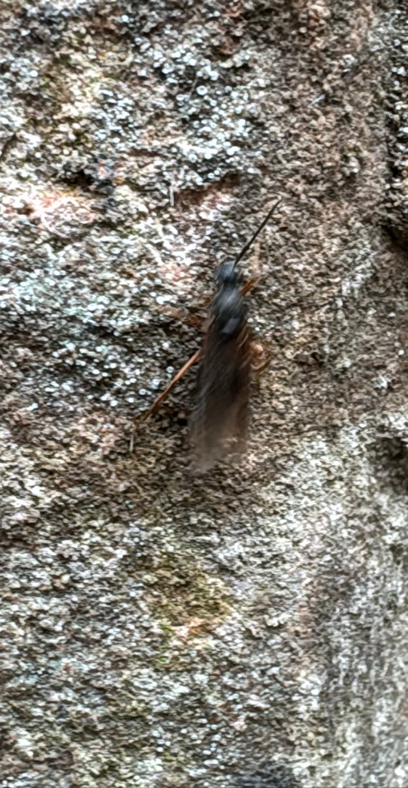 Une mouche de Saint-Marc noire est assise sur un mur de pierre rugueux et texturé. L'insecte reste immobile dans cette position.